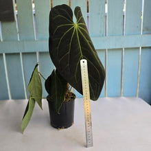 Load image into Gallery viewer, #RD27 Very Large, Dark Anthurium NOID - With 3 x Pups