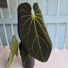 Load image into Gallery viewer, #RD27 Very Large, Dark Anthurium NOID - With 3 x Pups