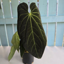 Load image into Gallery viewer, #RD27 Very Large, Dark Anthurium NOID - With 3 x Pups