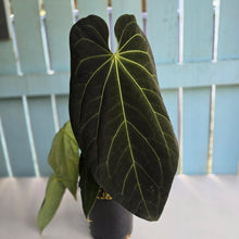 Load image into Gallery viewer, #RD27 Very Large, Dark Anthurium NOID - With 3 x Pups