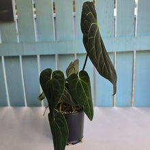 Load image into Gallery viewer, #RD27 Very Large, Dark Anthurium NOID - With 3 x Pups