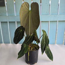Load image into Gallery viewer, #RD27 Very Large, Dark Anthurium NOID - With 3 x Pups