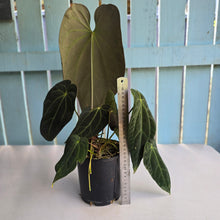 Load image into Gallery viewer, #RD27 Very Large, Dark Anthurium NOID - With 3 x Pups