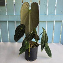 Load image into Gallery viewer, #RD27 Very Large, Dark Anthurium NOID - With 3 x Pups