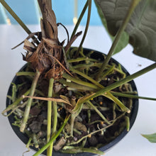 Load image into Gallery viewer, #RD27 Very Large, Dark Anthurium NOID - With 3 x Pups