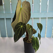 Load image into Gallery viewer, #RD27 Very Large, Dark Anthurium NOID - With 3 x Pups