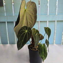 Load image into Gallery viewer, #RD27 Very Large, Dark Anthurium NOID - With 3 x Pups