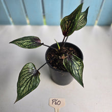 Load image into Gallery viewer, #P60 Caladium