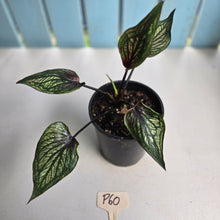 Load image into Gallery viewer, #P60 Caladium