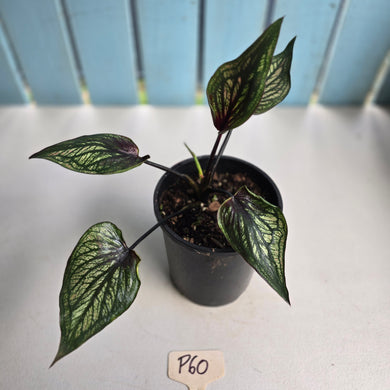 #P60 Caladium