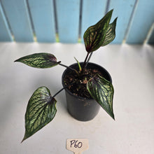 Load image into Gallery viewer, #P60 Caladium
