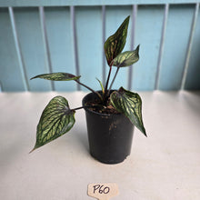 Load image into Gallery viewer, #P60 Caladium