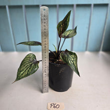 Load image into Gallery viewer, #P60 Caladium