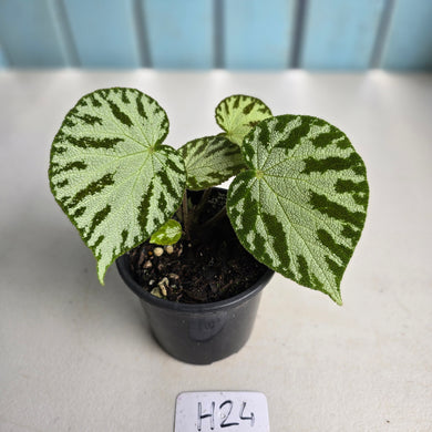 #H24 Begonia Silver Jewel