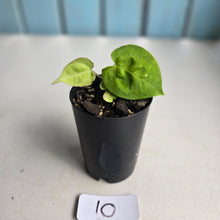 Load image into Gallery viewer, #10 Anthurium (Lux x Pap x Crys) x