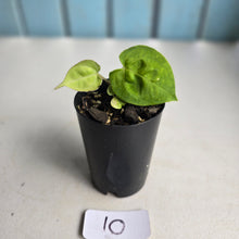 Load image into Gallery viewer, #10 Anthurium (Lux x Pap x Crys) x