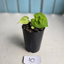 Load image into Gallery viewer, #10 Anthurium (Lux x Pap x Crys) x