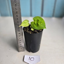 Load image into Gallery viewer, #10 Anthurium (Lux x Pap x Crys) x