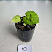 Load image into Gallery viewer, #10 Anthurium (Lux x Pap x Crys) x