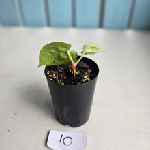 Load image into Gallery viewer, #10 Anthurium (Lux x Pap x Crys) x