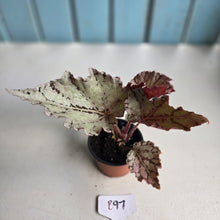 Load image into Gallery viewer, #B97 Begonia Unknown