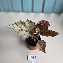 Load image into Gallery viewer, #B97 Begonia Unknown