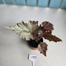 Load image into Gallery viewer, #B97 Begonia Unknown