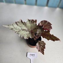 Load image into Gallery viewer, #B97 Begonia Unknown