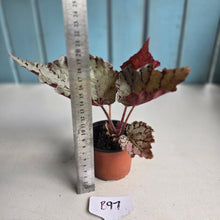 Load image into Gallery viewer, #B97 Begonia Unknown