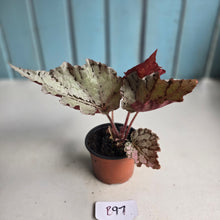 Load image into Gallery viewer, #B97 Begonia Unknown