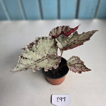 Load image into Gallery viewer, #B97 Begonia Unknown