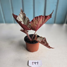 Load image into Gallery viewer, #B97 Begonia Unknown