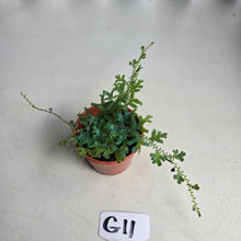 Load image into Gallery viewer, #G11 Selaginella Uncinata