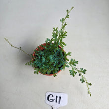 Load image into Gallery viewer, #G11 Selaginella Uncinata