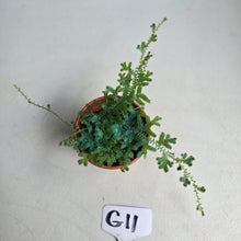 Load image into Gallery viewer, #G11 Selaginella Uncinata
