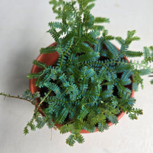 Load image into Gallery viewer, #G11 Selaginella Uncinata