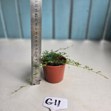 Load image into Gallery viewer, #G11 Selaginella Uncinata