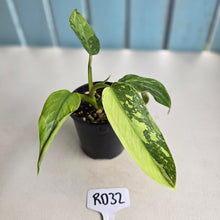 Load image into Gallery viewer, #RD32 Philodendron Jose Buono