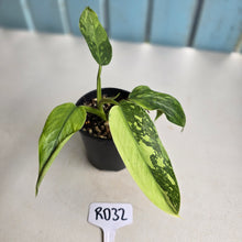 Load image into Gallery viewer, #RD32 Philodendron Jose Buono