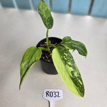 Load image into Gallery viewer, #RD32 Philodendron Jose Buono