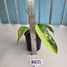 Load image into Gallery viewer, #RD32 Philodendron Jose Buono