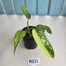 Load image into Gallery viewer, #RD32 Philodendron Jose Buono