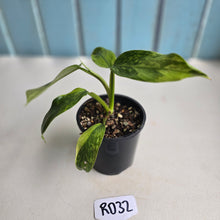 Load image into Gallery viewer, #RD32 Philodendron Jose Buono