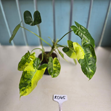 #RD45 Variegated Philodendron Burle Marx