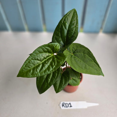 #RD1 Two x Anthurium Luxurians Hybrid x