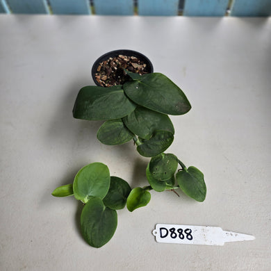 #D888 Rhaphidophora Korthalsii