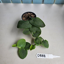 Load image into Gallery viewer, #D888 Rhaphidophora Korthalsii