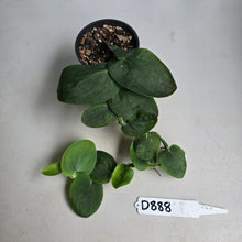 Load image into Gallery viewer, #D888 Rhaphidophora Korthalsii