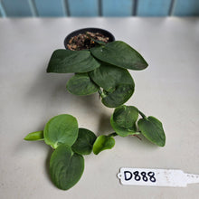 Load image into Gallery viewer, #D888 Rhaphidophora Korthalsii