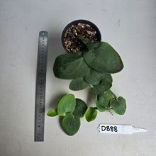 Load image into Gallery viewer, #D888 Rhaphidophora Korthalsii